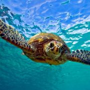 Sea Turtles on St. George Island FL - Resort Vacation Properties