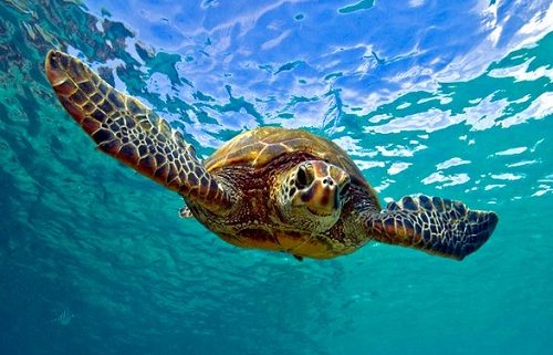 Sea Turtles on St. George Island FL - Resort Vacation Properties