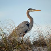 Estuary Animals on St. George Island FL – Resort Vacation Properties