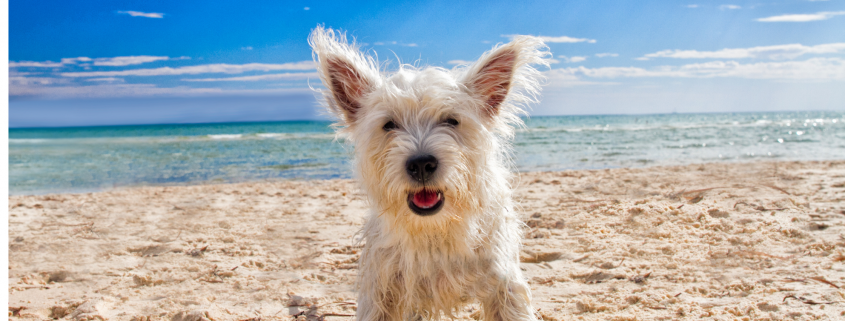 st. george island dog friendly things to do beach